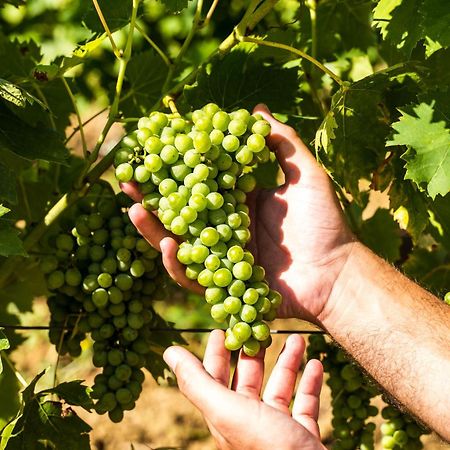 Agriturismo Casetta I Βίντσι Εξωτερικό φωτογραφία